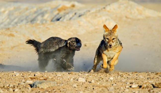 蜜獾被各种天敌捕杀，却没有一种天敌能影响蜜獾的数量，原因在哪
