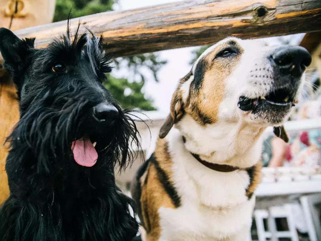 宠物发情期表现有哪些症状,如何度过宠物发情期