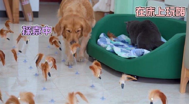 买给小猫的逗猫棒,买逗猫棒给猫玩