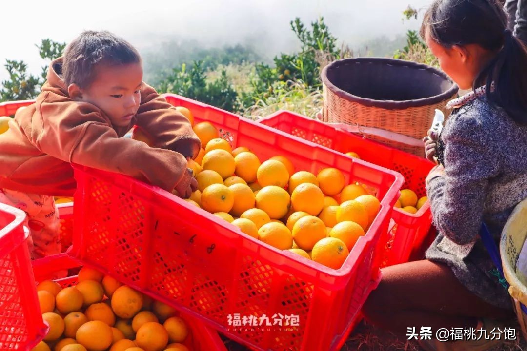 市场上卖的褚橙是真的吗,怎么区分真假褚橙2018