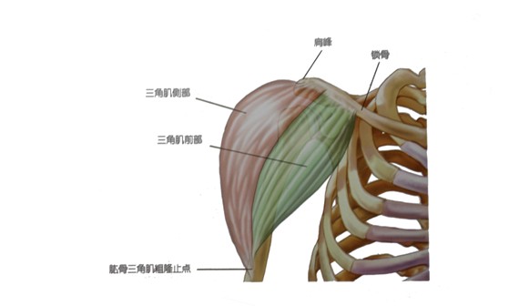 三角肌怎么练才不伤肩,如何把三角肌练得更大