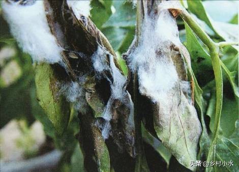 冬季大棚辣椒叶片萎蔫什么原因,辣椒萎蔫病的原因