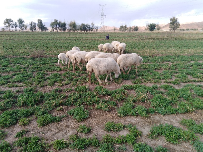 羊肝片吸虫怎么感染的,羊肝吸虫防治方法