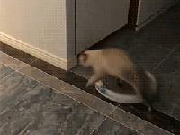 怎么判断猫是生病还是性格好,怎么看猫才能判断出猫的性格