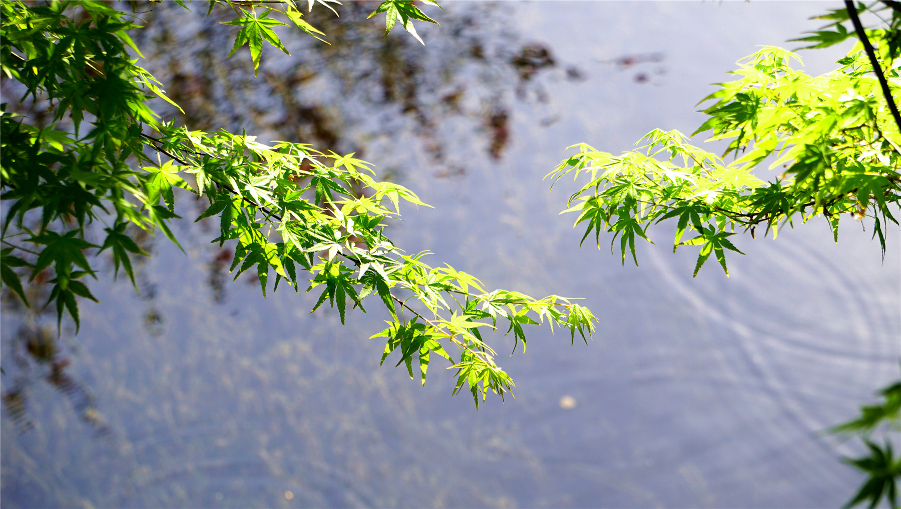 杭州西湖游玩攻略大全,杭州西湖最佳游玩攻略