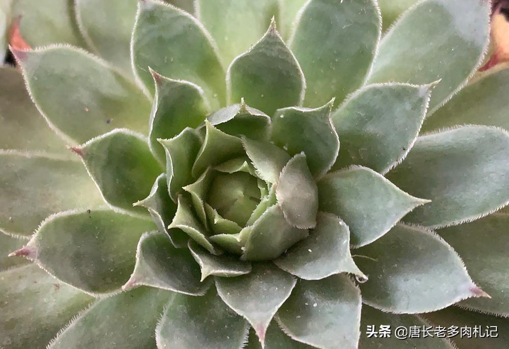 多肉怎么才能发现有蚧壳虫,多肉预防蚧壳虫吡虫啉几天喷一次