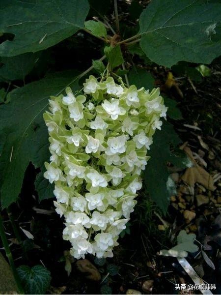 绣球怎么修剪才好,绣球的正确修剪方法