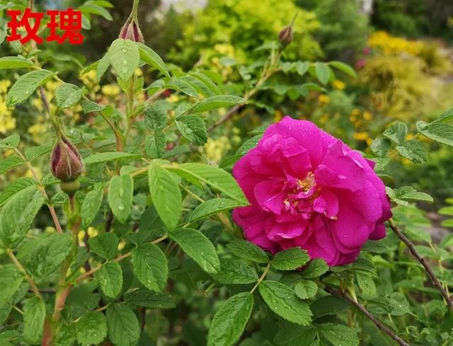 真正的月季花苗,最便宜的月季苗