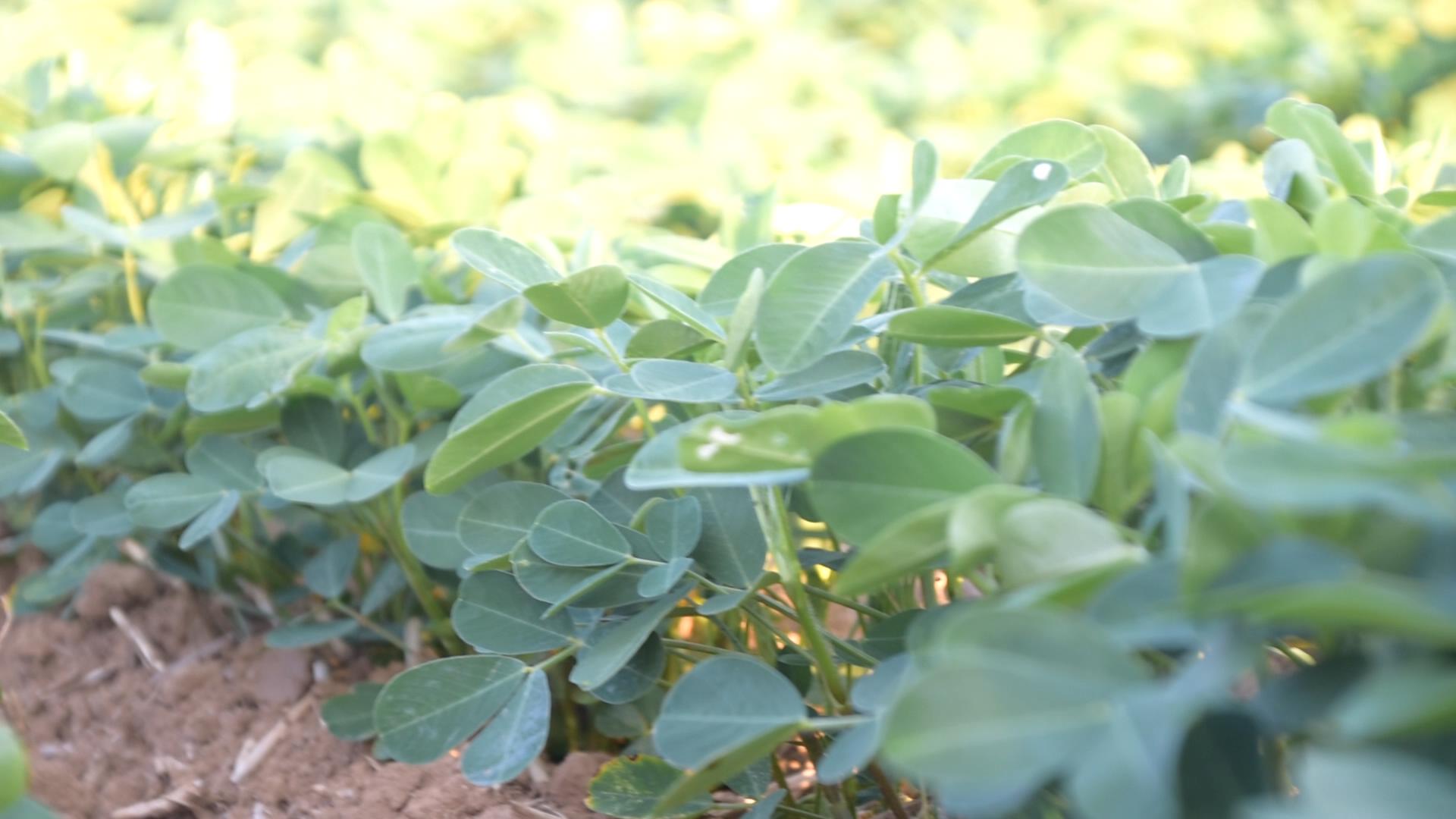花生怎样种植才能高产的技巧,花生春播高产还是夏播高产