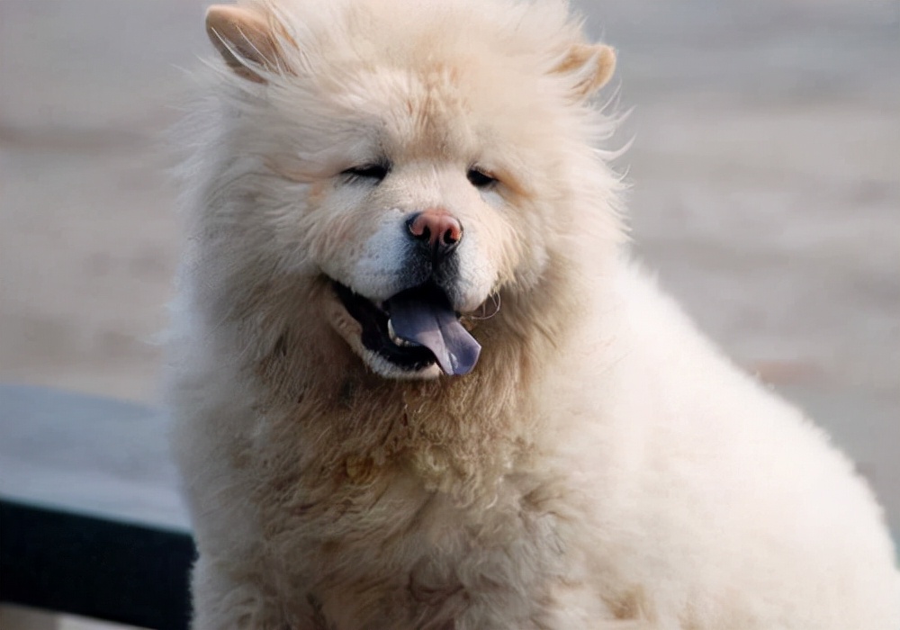 狗狗只吐白沫黏液最好的解决办法,狗狗吐白沫粘液的解决方法