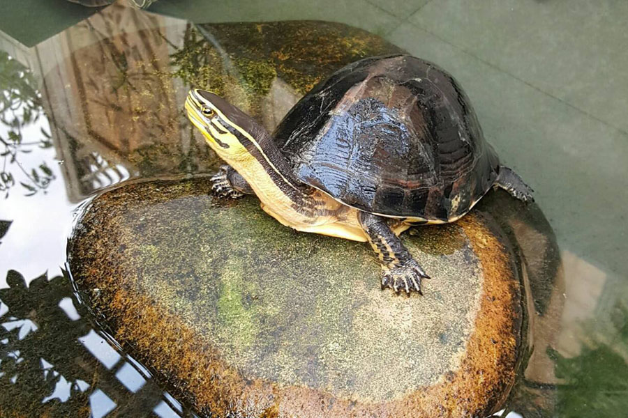 养龟不用植物怎样保持水质清洁,养龟的几种水质对龟的影响