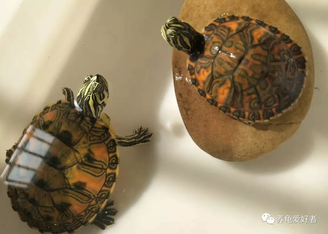 乌龟春天什么时候开始喂食,春天乌龟出眠以后该怎么弄