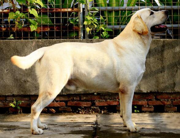 军犬和警用犬的区别,军警犬品种排名