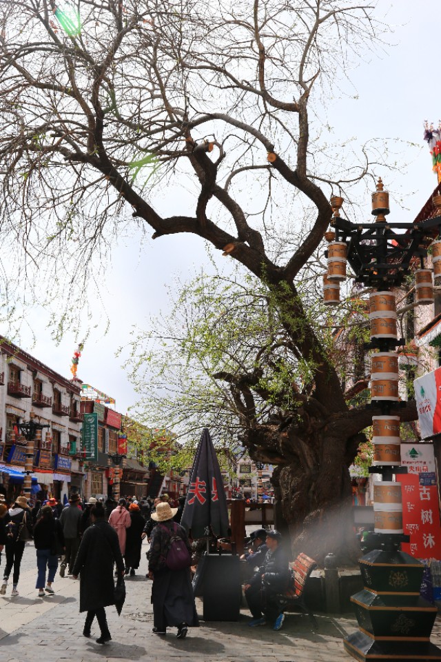 西藏旅游川进青出16天环线攻略,盘点西藏自驾游9条经典线路