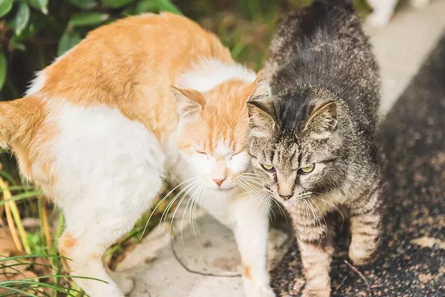 致每一位爱宠人，请了解下困难重重的TNR