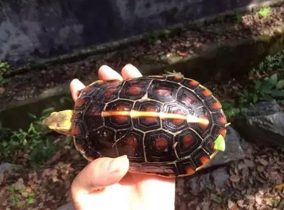 黄缘龟喜欢的植物,黄缘龟有灵性吗