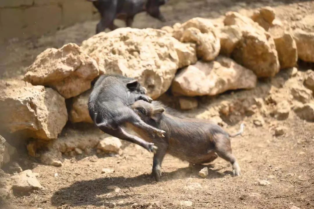 硬核!央视《味道》拍摄在腾冲完美收官!