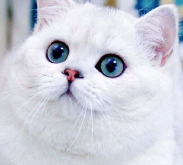 英国短毛猫的种类特别多，哪种是你的心头爱？最爱橘色“金胖子”