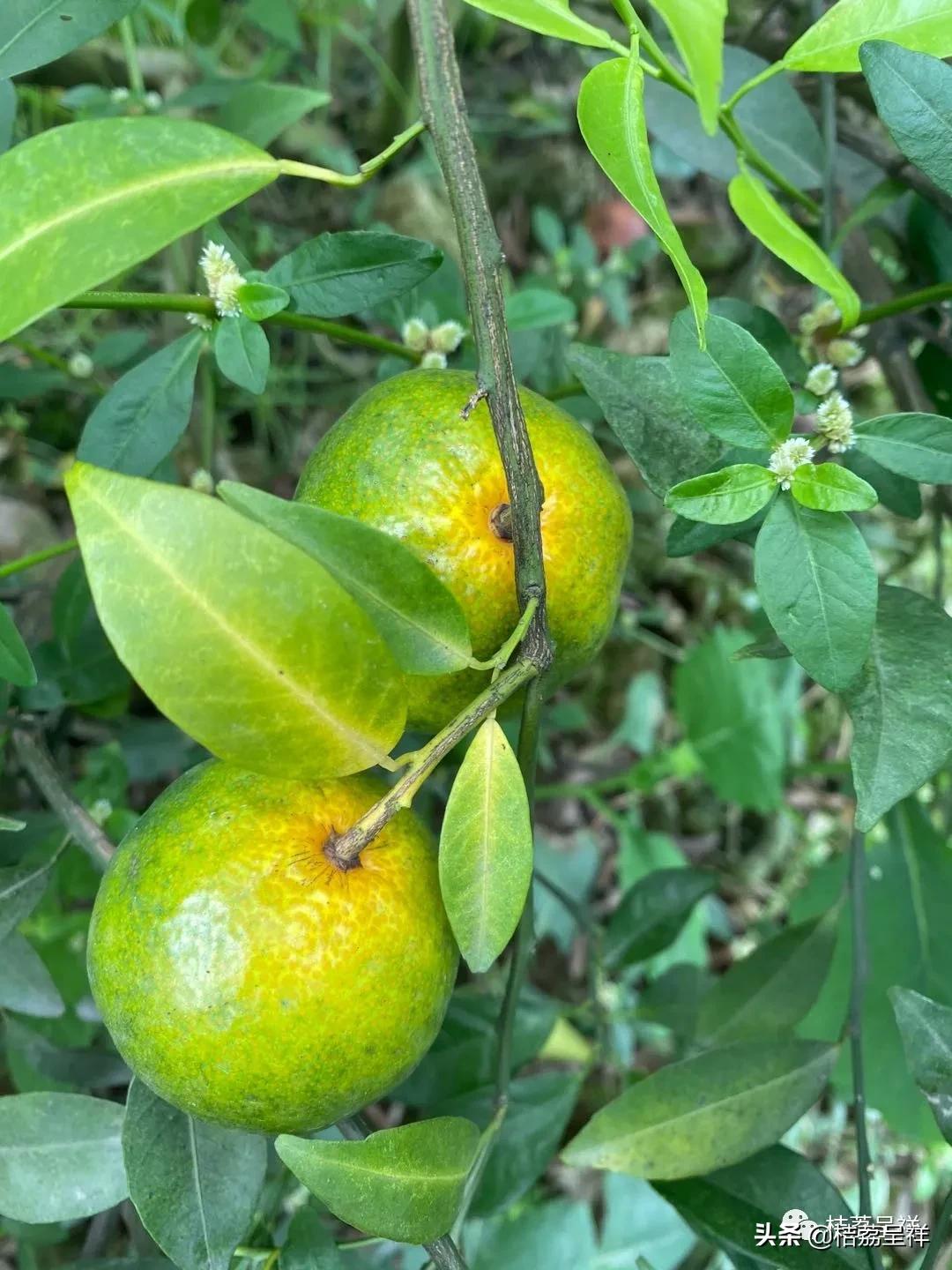 元月份柑桔管理技术,3月份柑桔管理技术