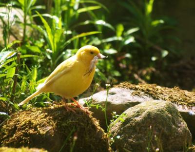 金丝雀的声音,金丝雀的歌声钢琴