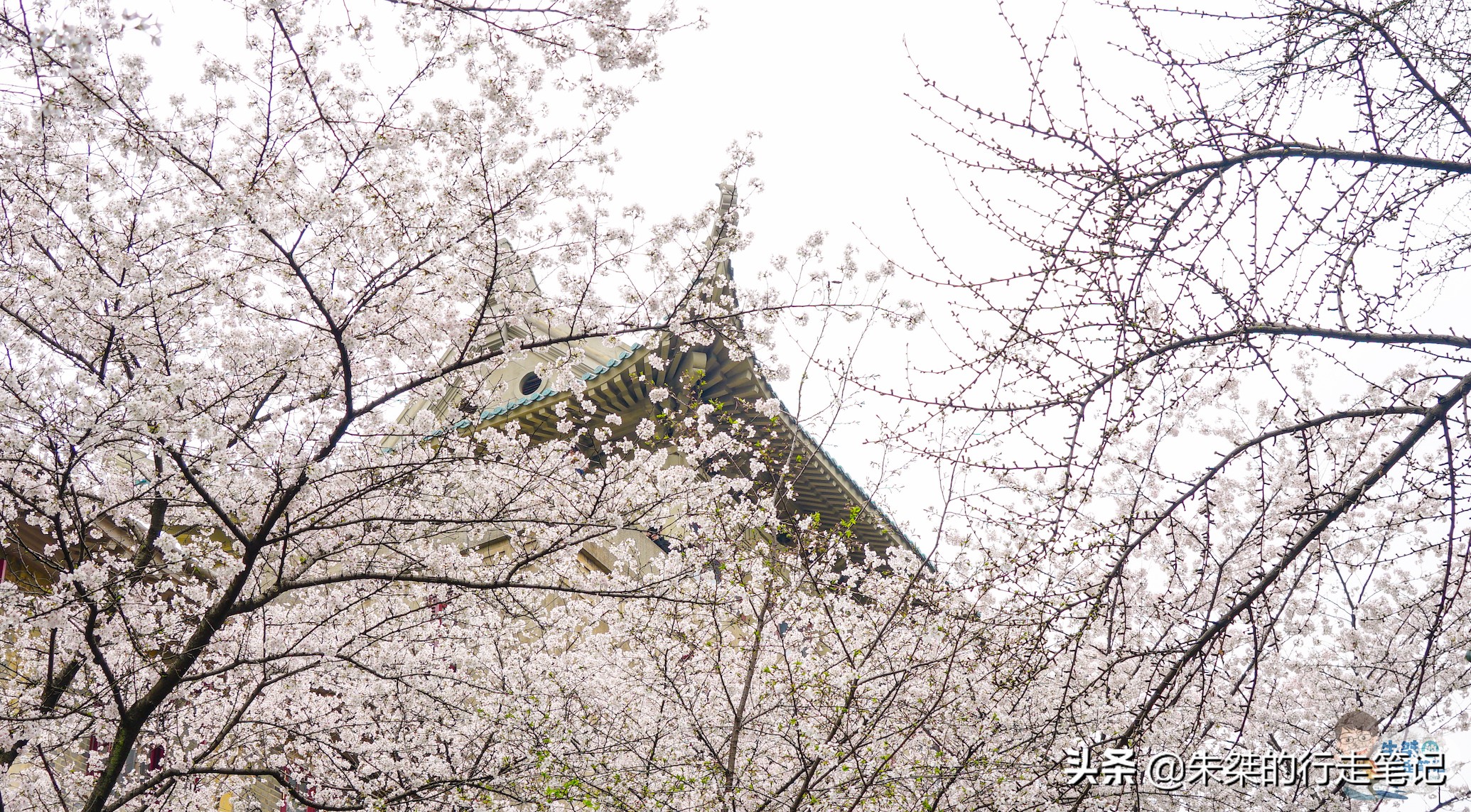 各个品种的樱花竞相开放,各个品种的樱花竞相开放争奇斗艳