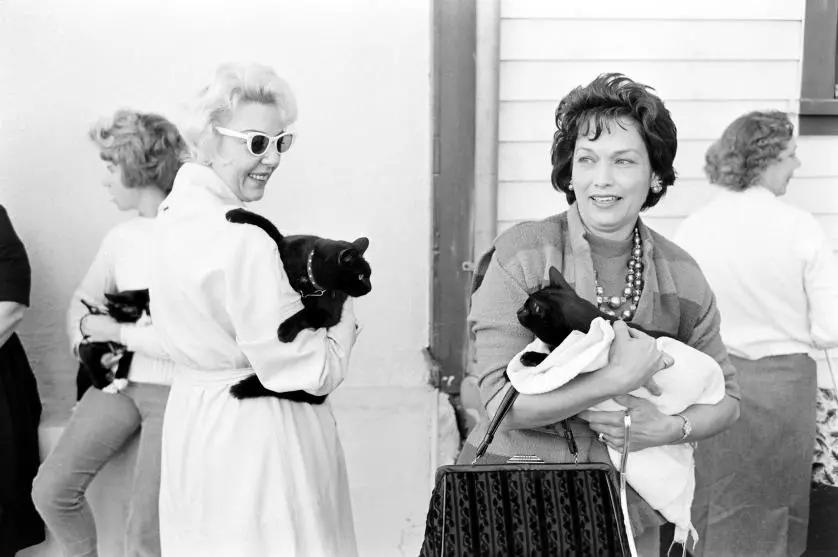 黑猫不吉利是谁说的,黑猫不吉利是真的吗