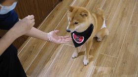 撸柴宠物乐园,广州番禺撸狗圣地