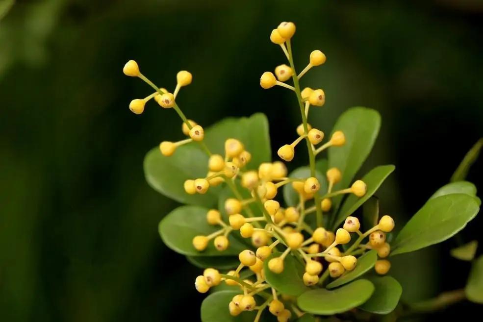 养米兰花喜欢阳光,米兰花冬季养护要注意哪些