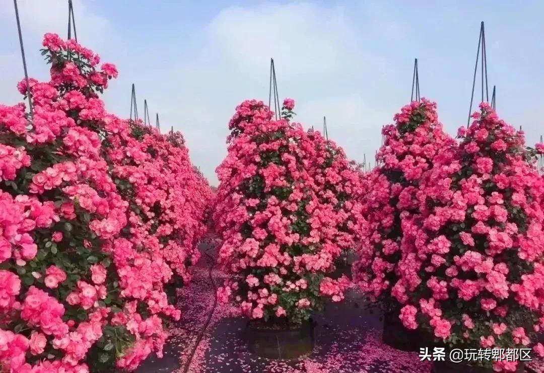 郫都区最美的花海,成都郫都花乡玫瑰开放了吗