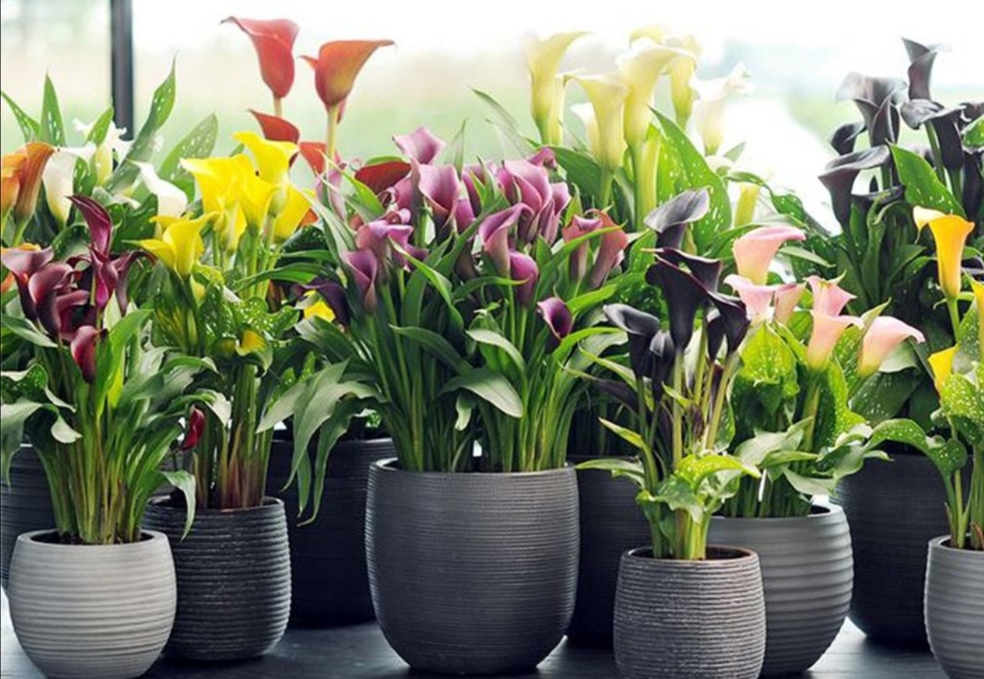 马蹄莲开花颜色发绿的原因,马蹄莲的养护方法快速开花