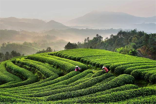 敬茶礼仪教学泡茶方法,敬茶礼仪视频教程