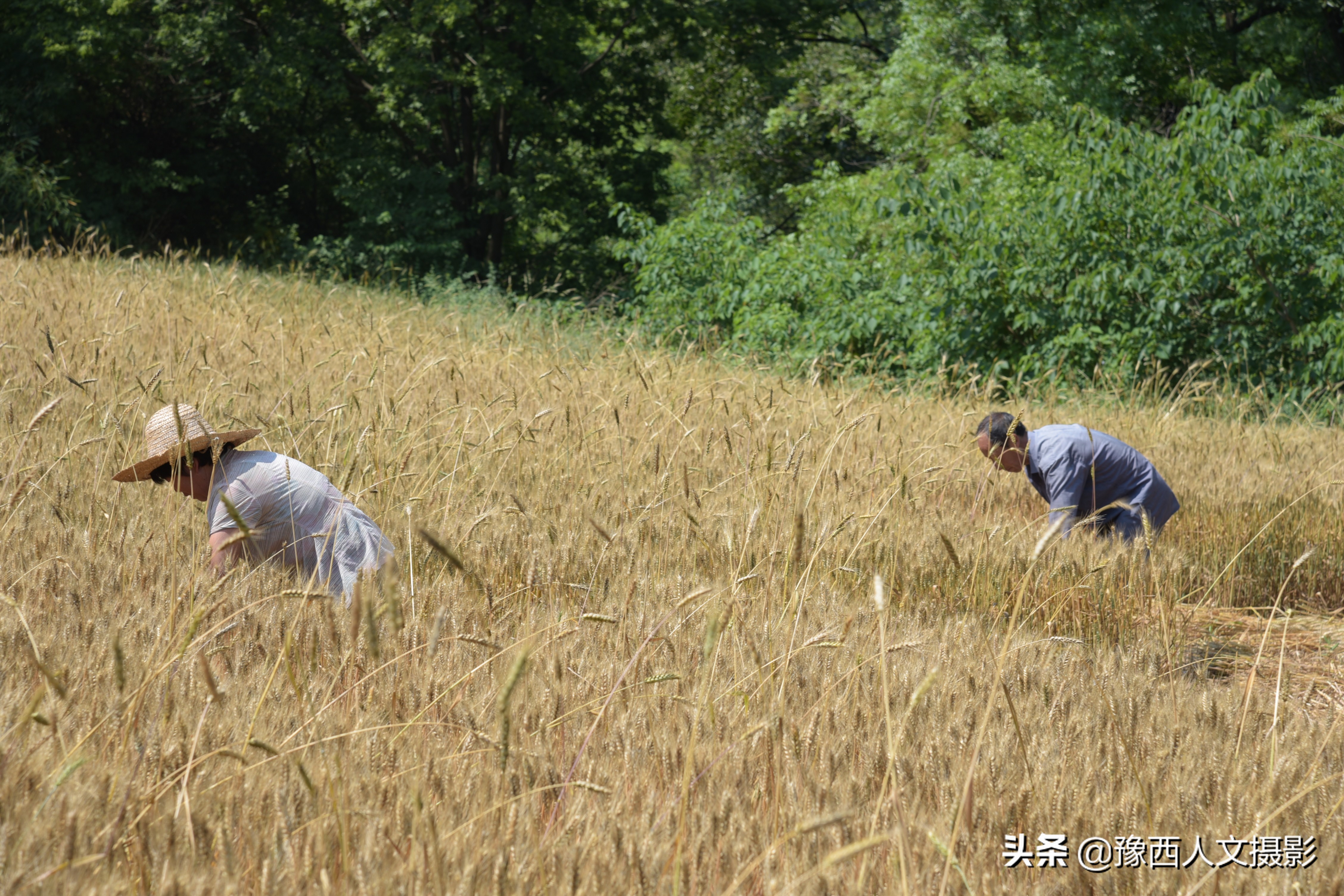 山里父亲10年前为儿子打算，藏一囤小麦两桶黄豆，娶媳妇却没用上