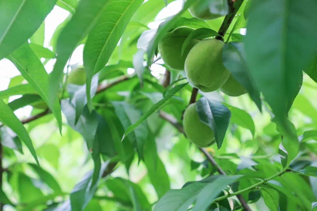 天时、地利、人和，一个深山网红桃的“修成”