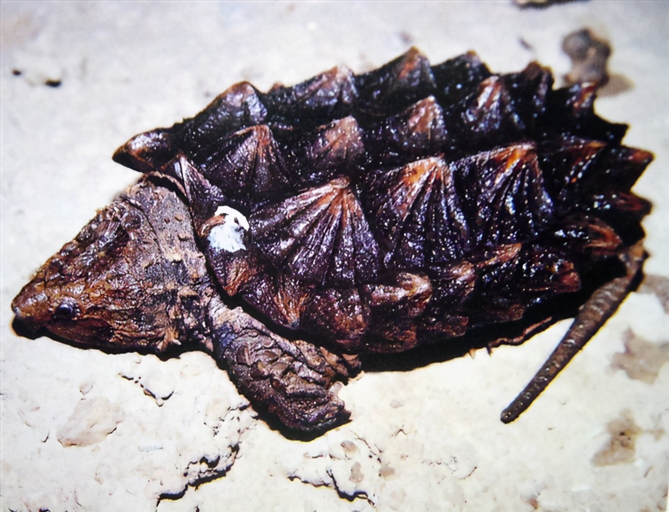 龟类大百科,大眼睛龟类