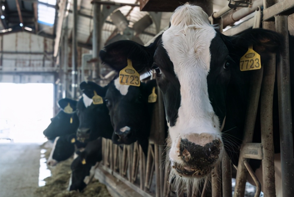 澳洲奶粉未来如何,雅培奶粉退出中国市场了吗
