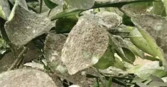 柑橘烟煤病病原,柑橘煤烟病的防治方法