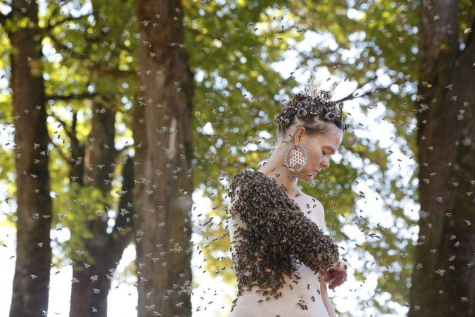 蜜蜂的八大未解之谜！诺贝尔奖获得者揭开了其中一个