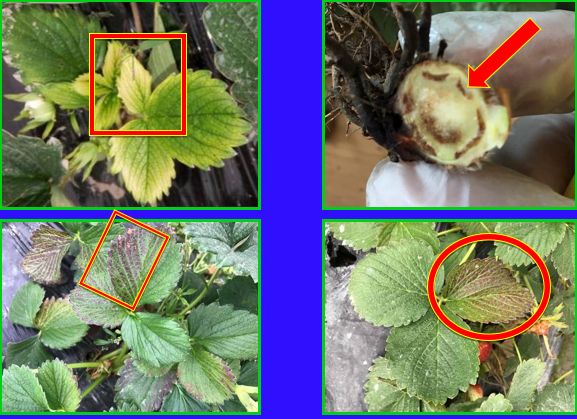 草莓炭疽病与根腐病是什么引起的,安徽草莓炭疽病零星发病怎么办