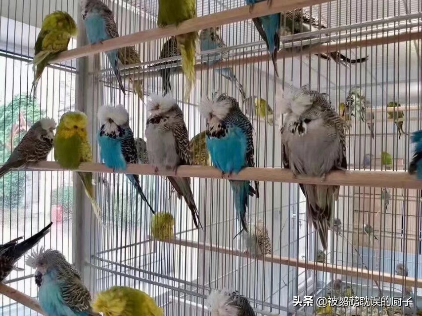鹦鹉新手入门必备知识大全,新手入门鹦鹉要注意哪几点