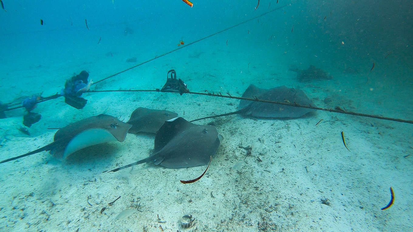 马尔代夫马富施居民岛,马尔代夫居民岛游玩攻略