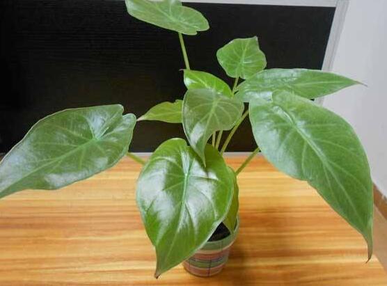 滴水观音烂根怎么挽救,滴水观音烂根如何处理