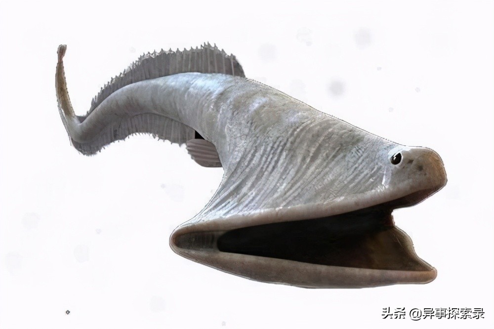 史前深海十大恐怖生物,深海底下的恐怖生物