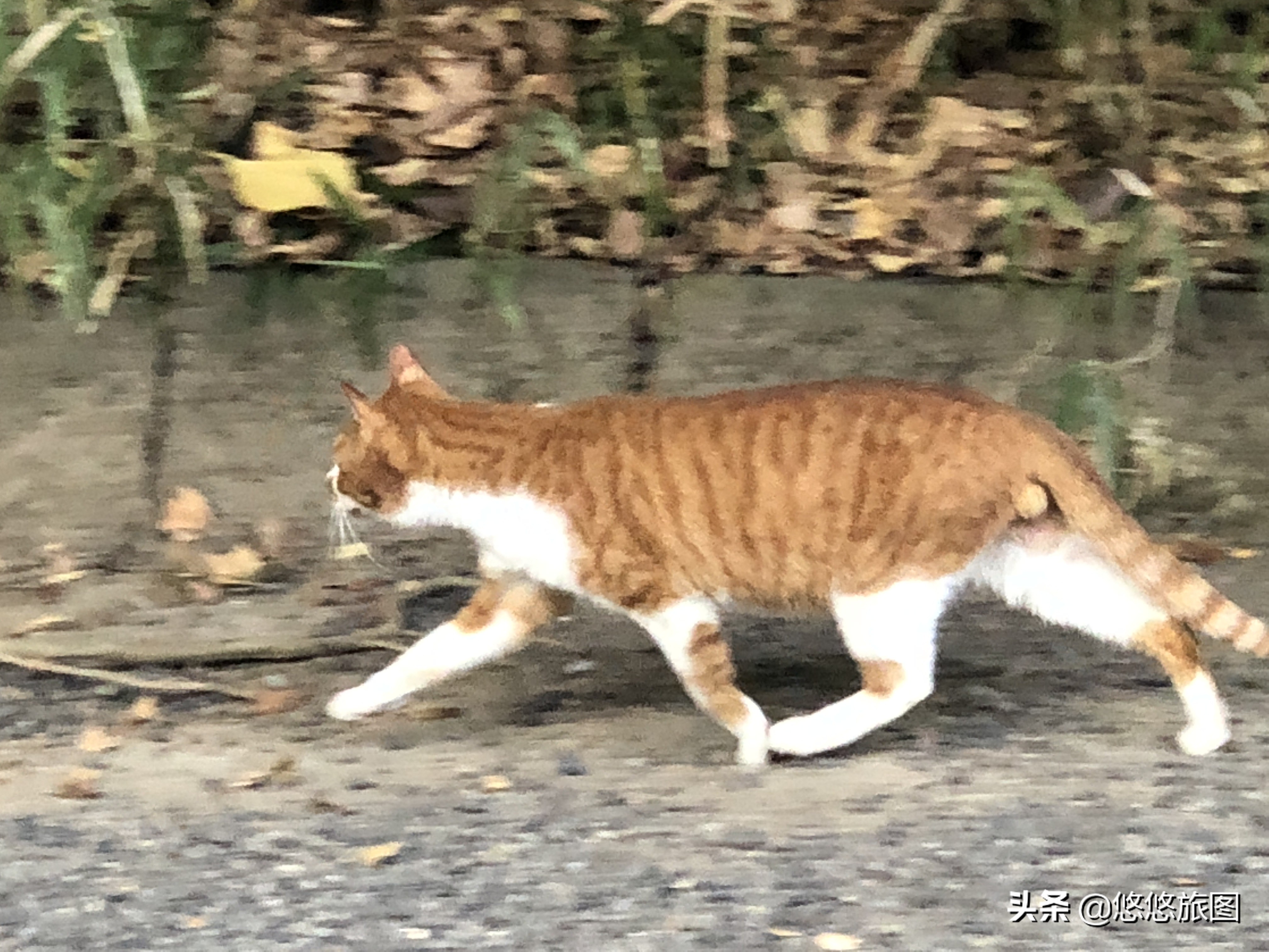 名古屋到白川乡两日游,名古屋之旅全集视频