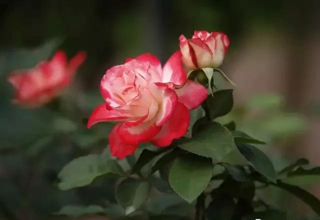 100种玫瑰花品种大全,玫瑰花有哪些品种大全