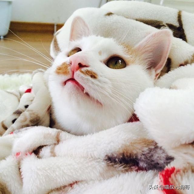 猫咪吞咽困难是口炎吗,猫咪出现吞咽困难是狂犬病吗