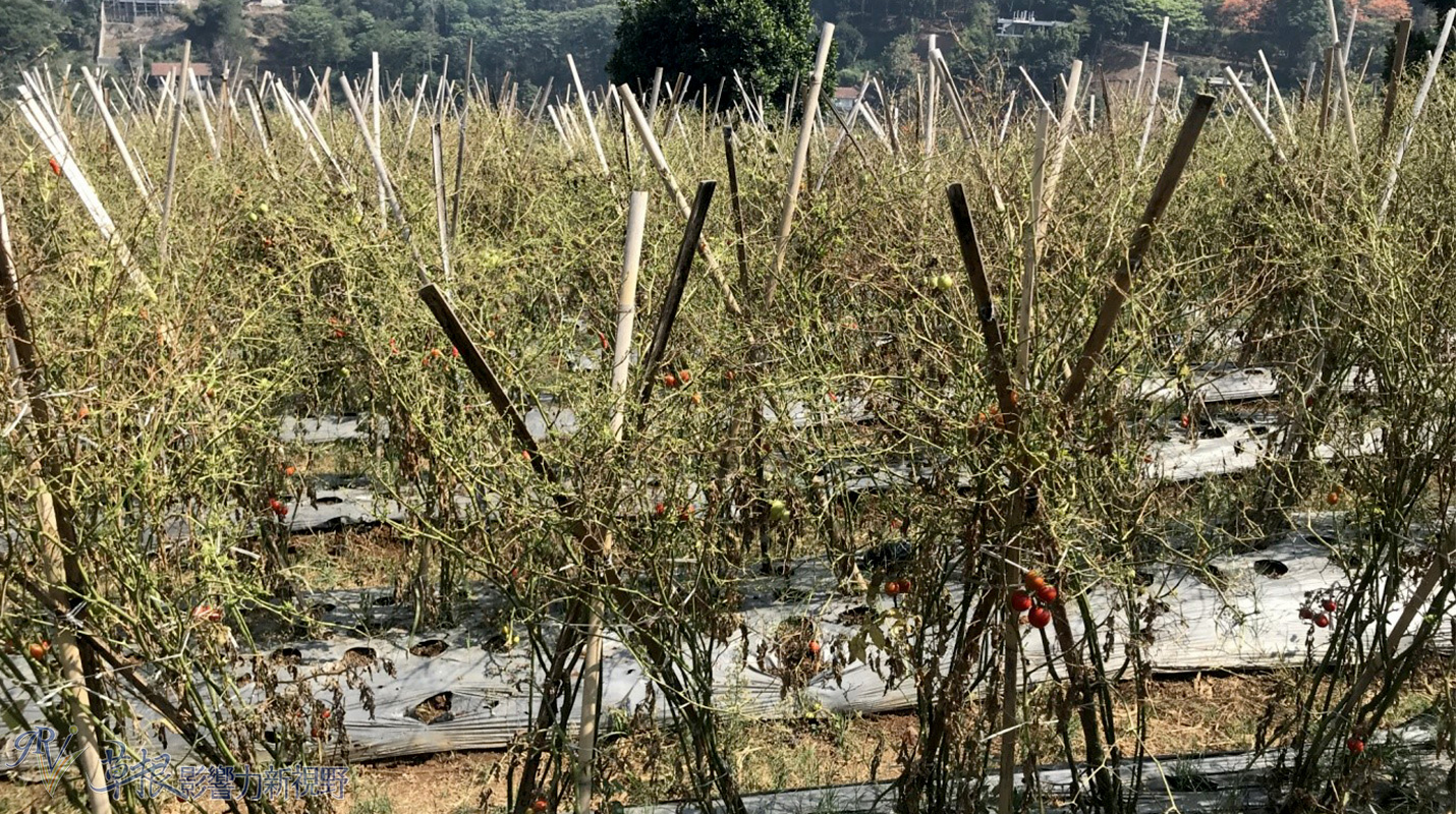 爪哇惊奇,二十万隆麝香猫咖啡园