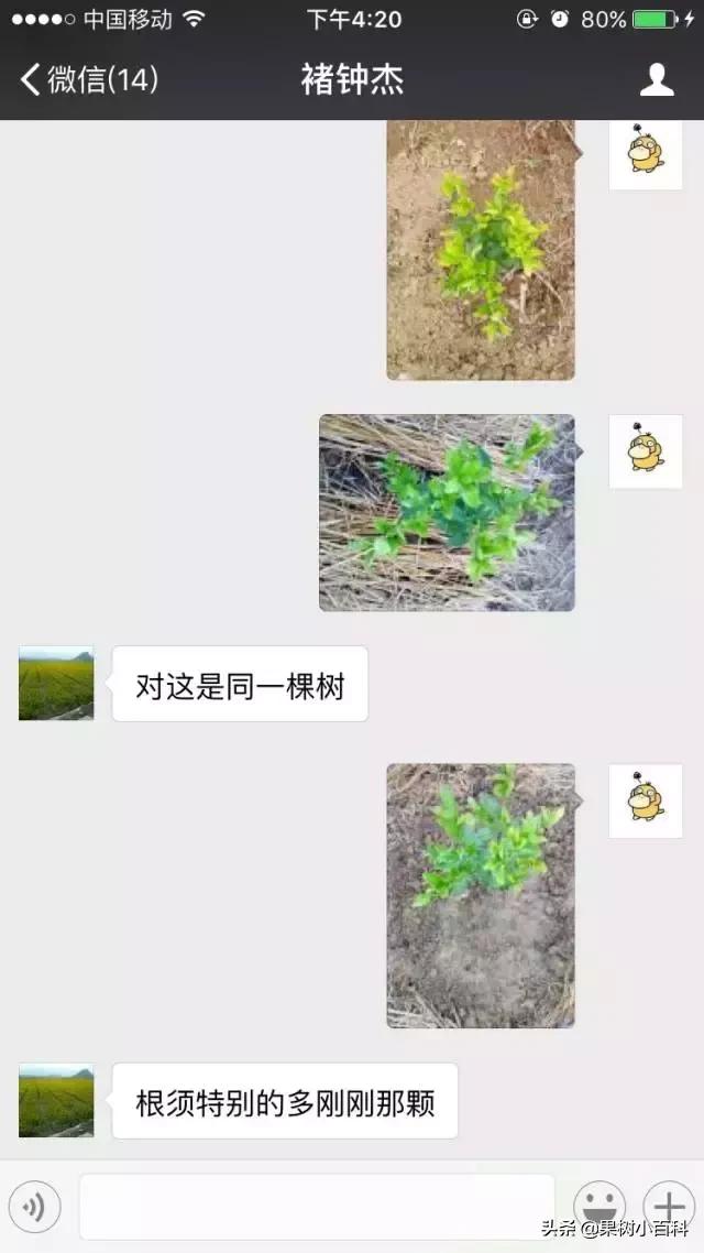 作物的根系好不好,直接决定作物的产量,柑橘尤其如此