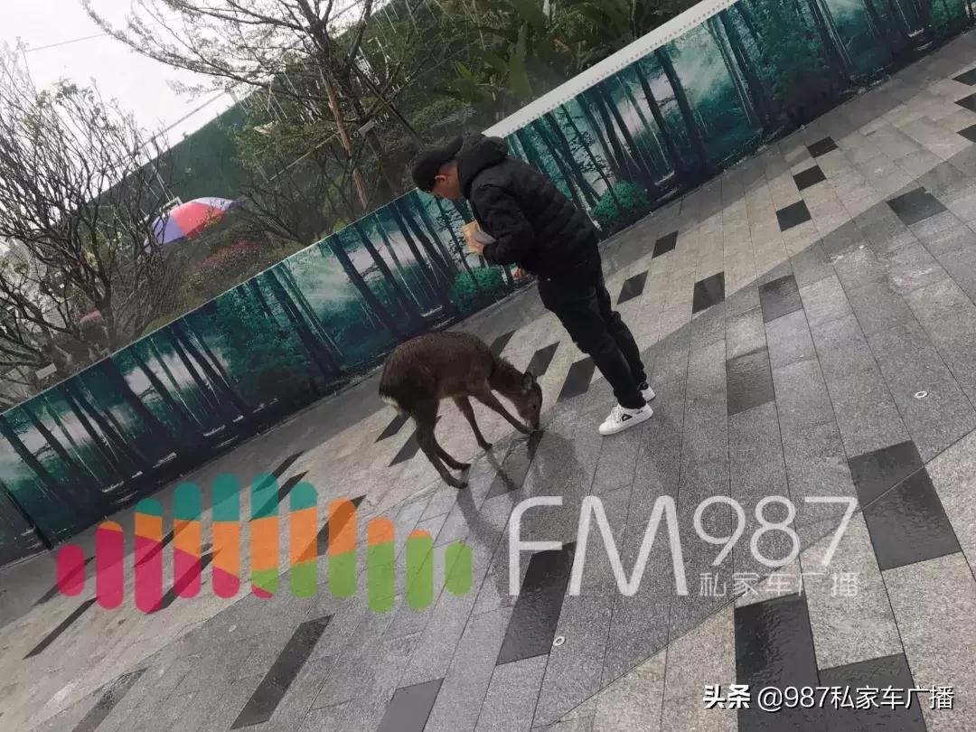 福州梁厝鹿岛公园免费,福建鹿岛公园最新消息