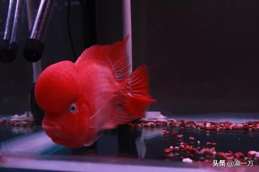 罗汉鱼肠炎好转过程图,为什么罗汉鱼忽然肠炎了