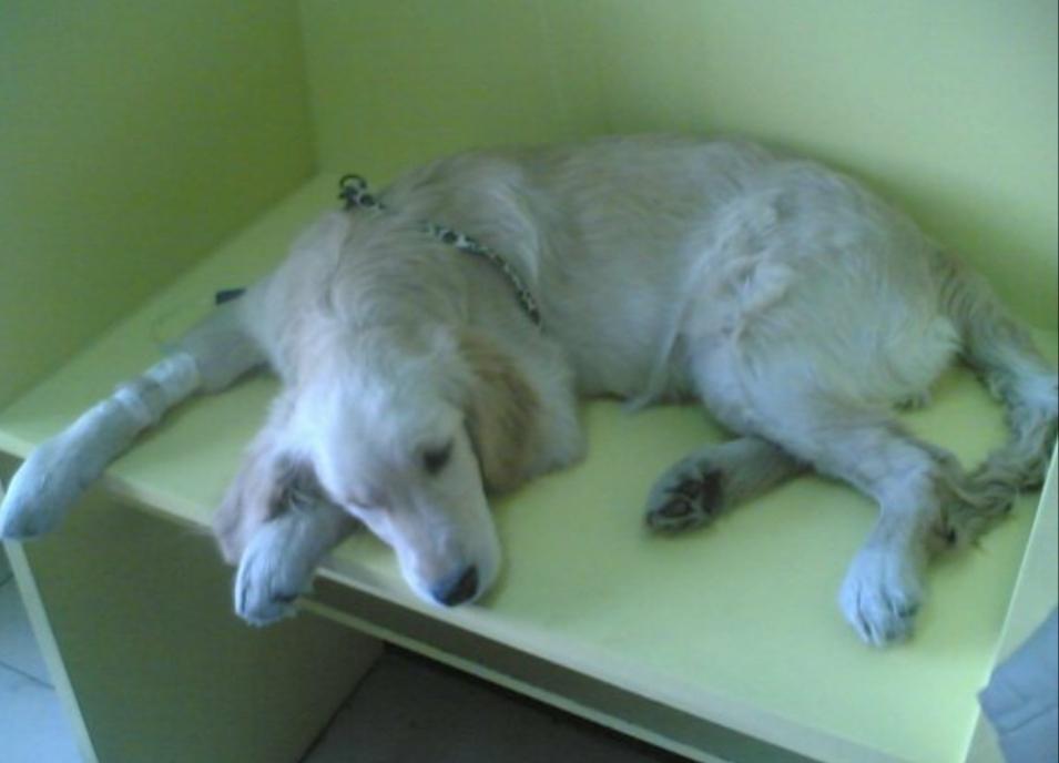 狗狗拉稀呕吐需要做哪些检查,狗狗拉稀拉血呕吐没精神怎么治疗